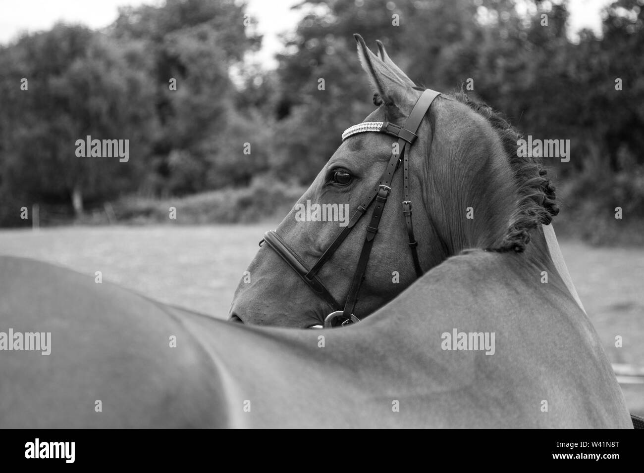 Brown horse close ups, Horse, Brown horse Stock Photo Alamy