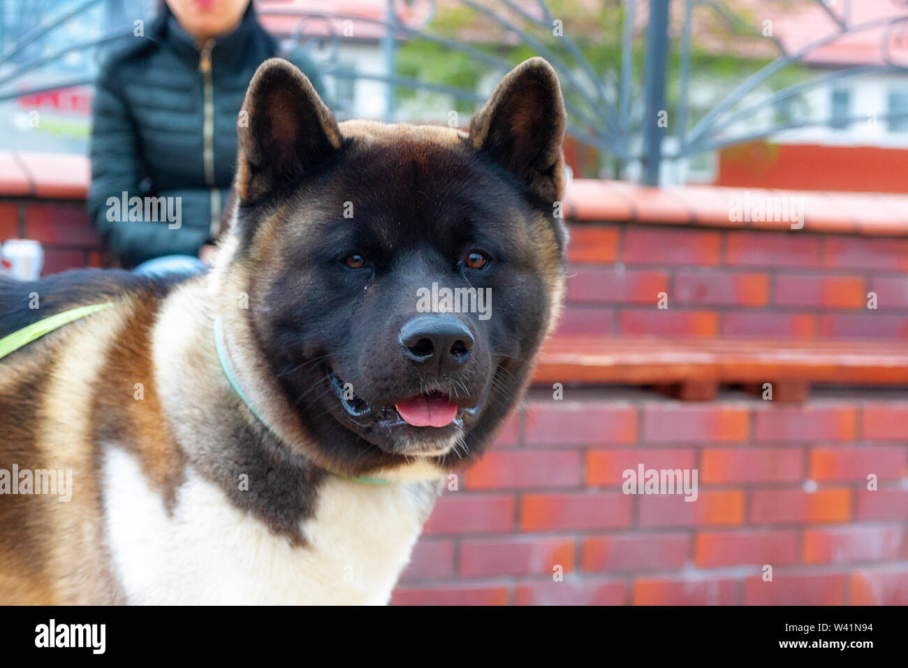 large akita