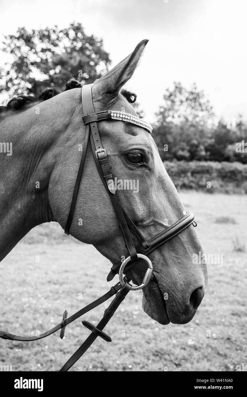 Brown horse close ups, Horse, Brown horse Stock Photo Alamy