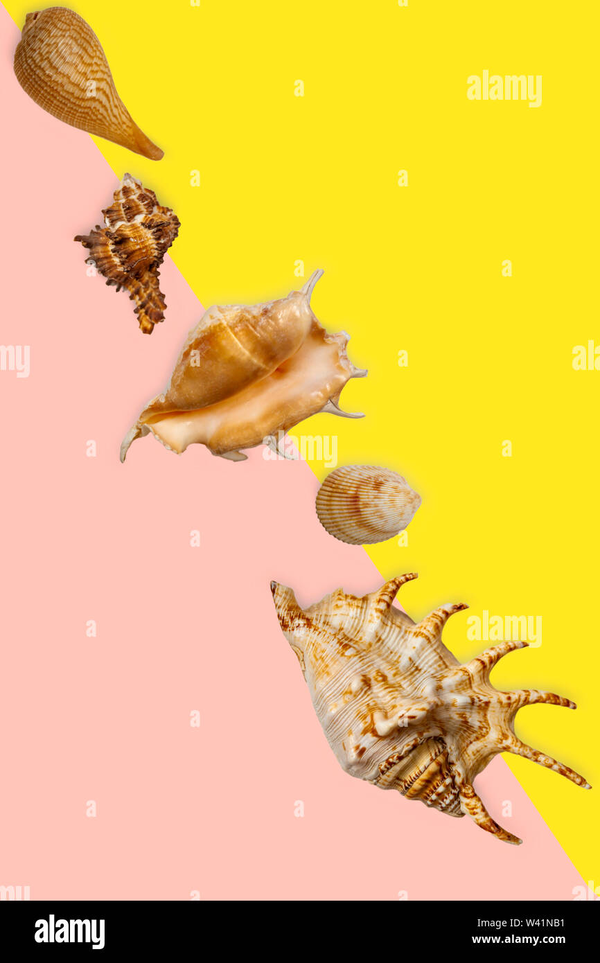 Different seashells lie diagonally on a colored background. Stock Photo