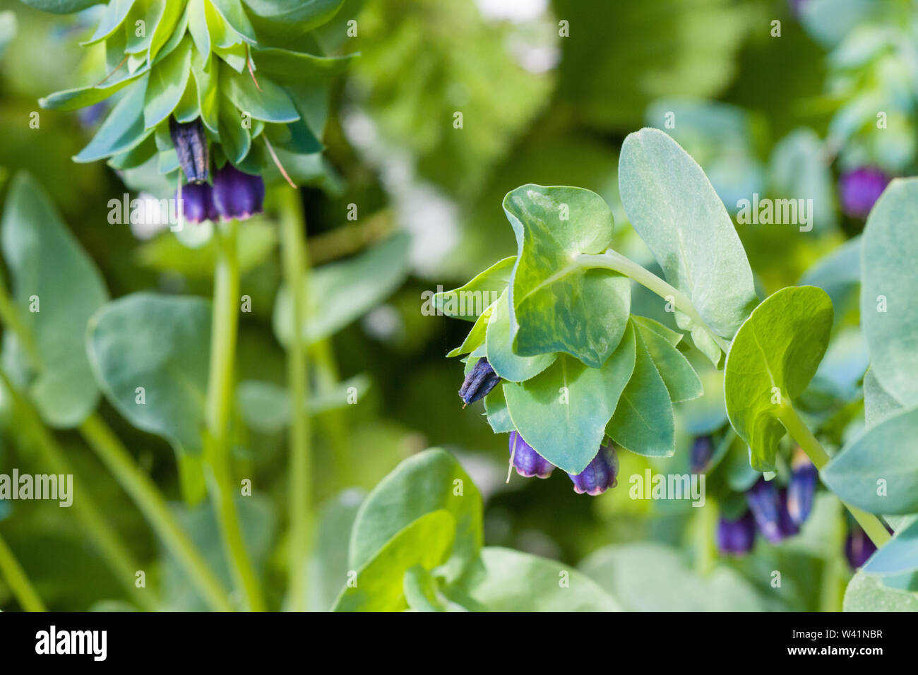 Flowers of Cerinthe major 'Purpurascens' Stock Photo