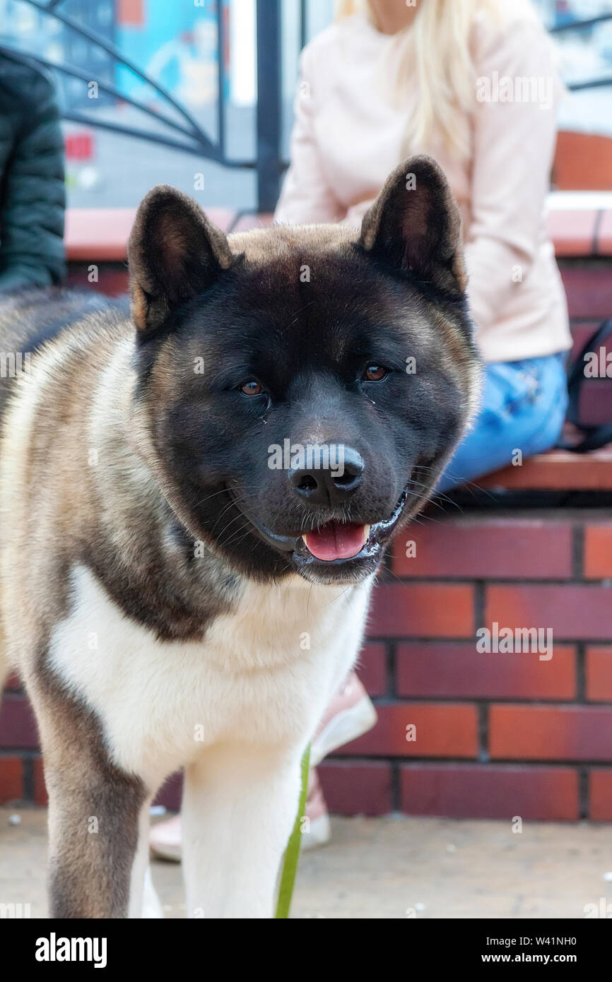 black faced akita