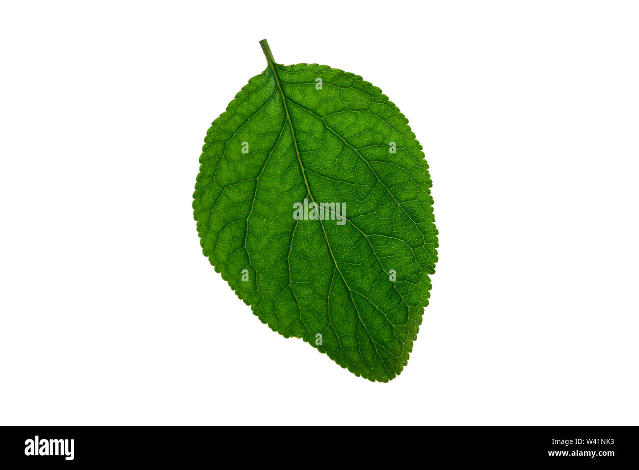 Lime leaf on a white background closeup Stock Photo Alamy