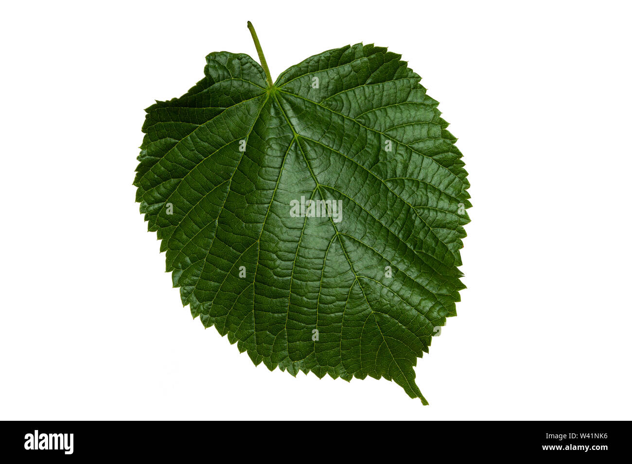 Lime leaf on a white background closeup Stock Photo Alamy