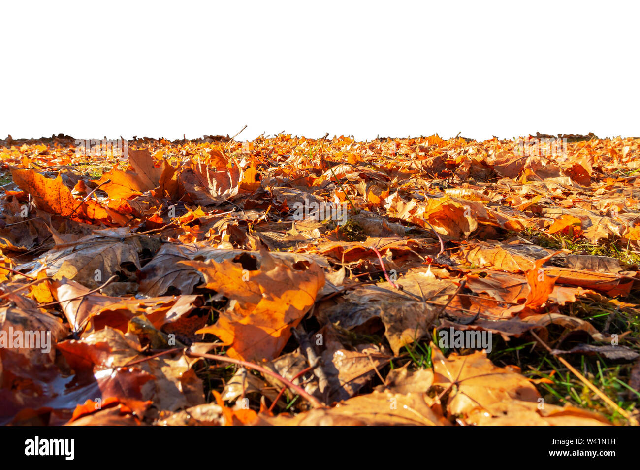Autumn leaves lie on the ground on a white background Stock Photo - Alamy