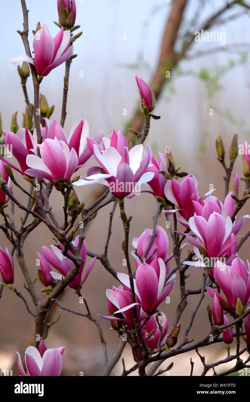 Purple magnolia hi-res stock photography and images - Alamy