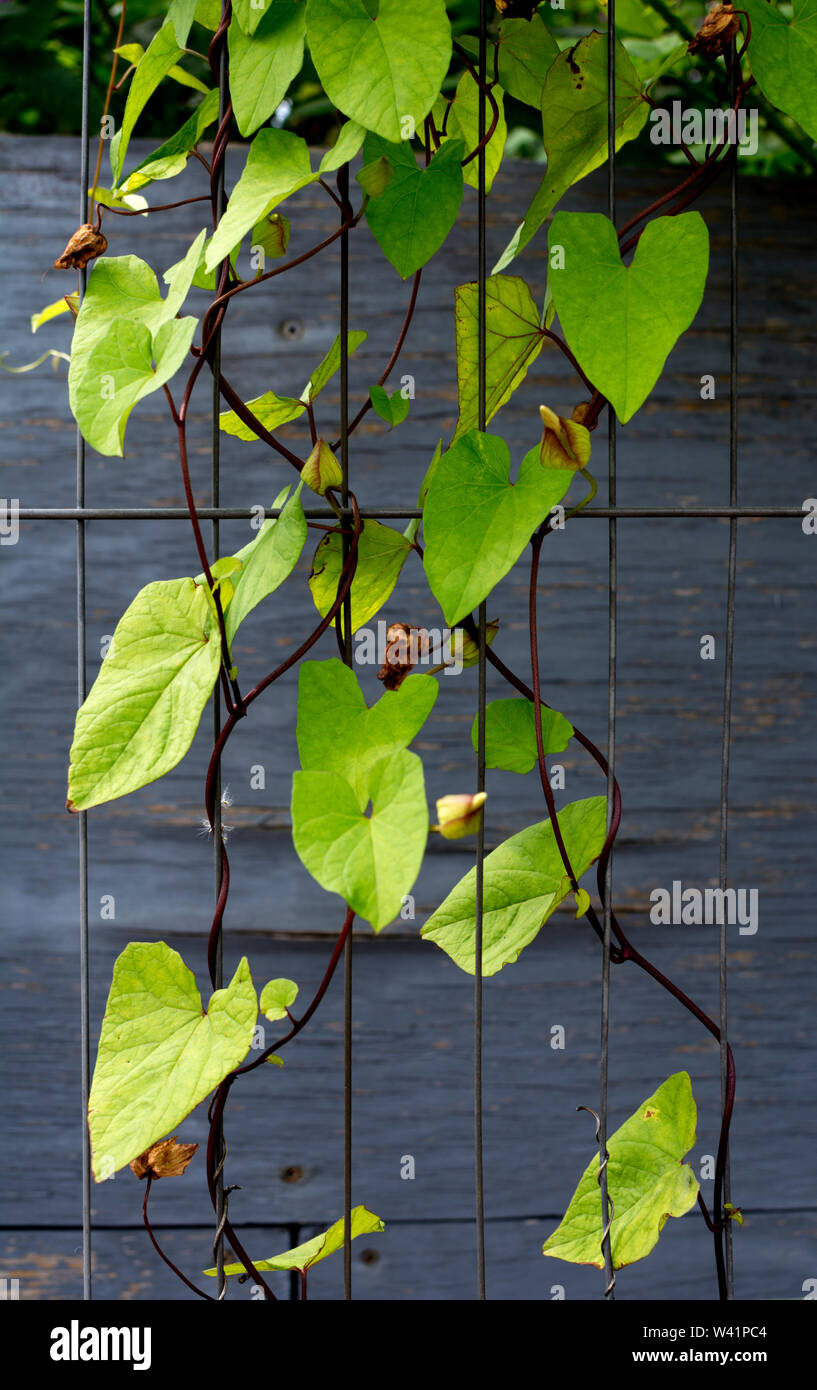 Great Bindweed High Resolution Stock Photography and Images - Alamy