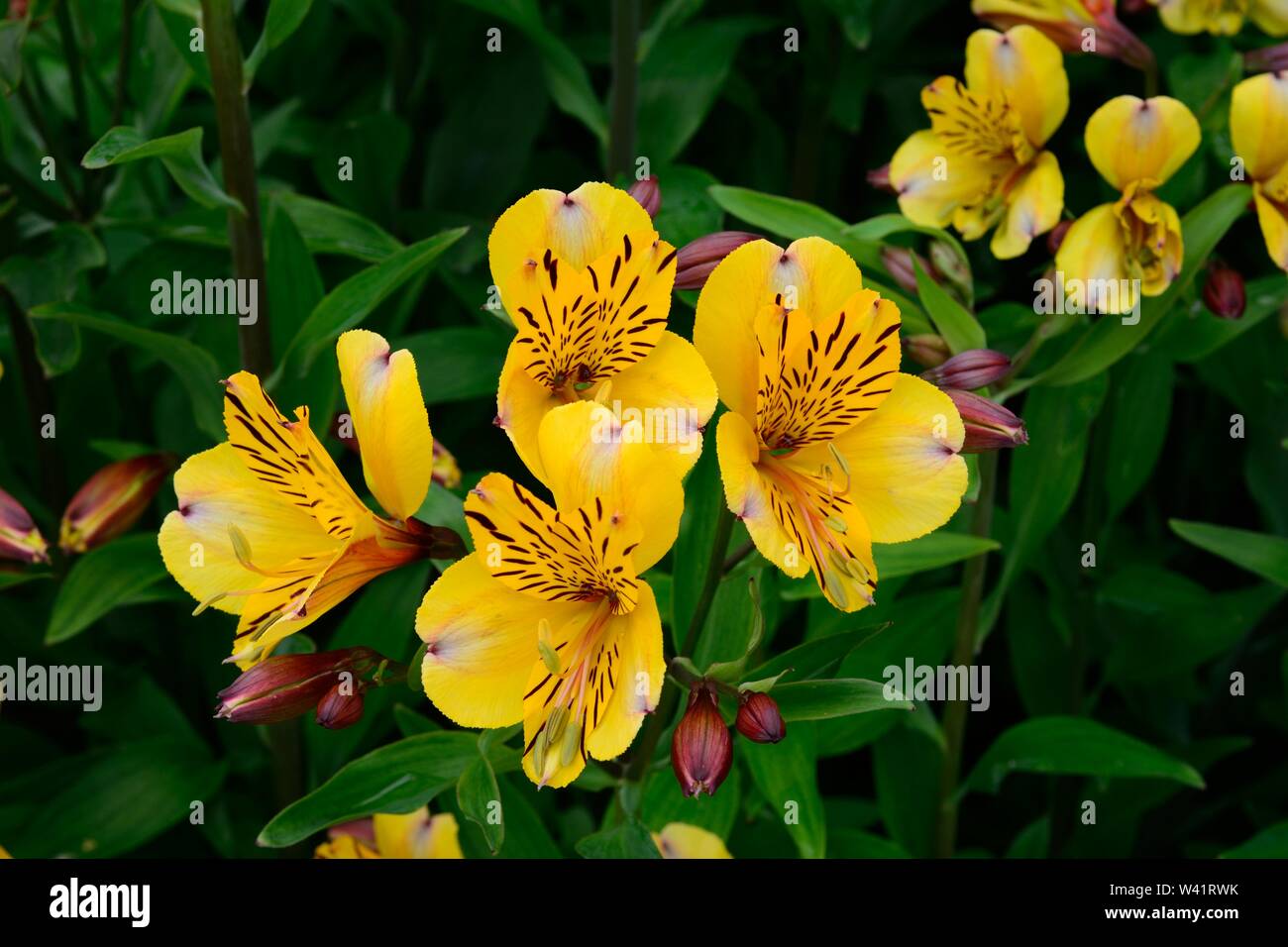 Astroemeria Golden Delight yellow Peruvian Lily Stock Photo