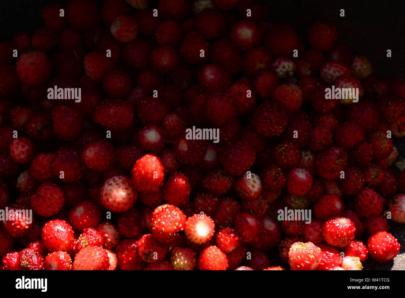 wild strawberry berries tasty food fresh fruit vitamin dessert Stock Photo