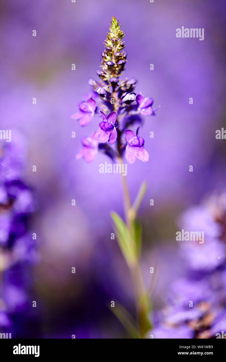 Lavender Plant Stock Photo