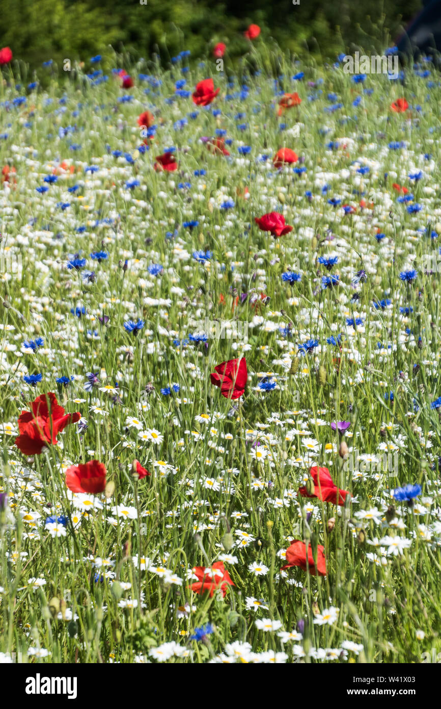 Wildflower meadow on daisy hi-res stock photography and images - Alamy