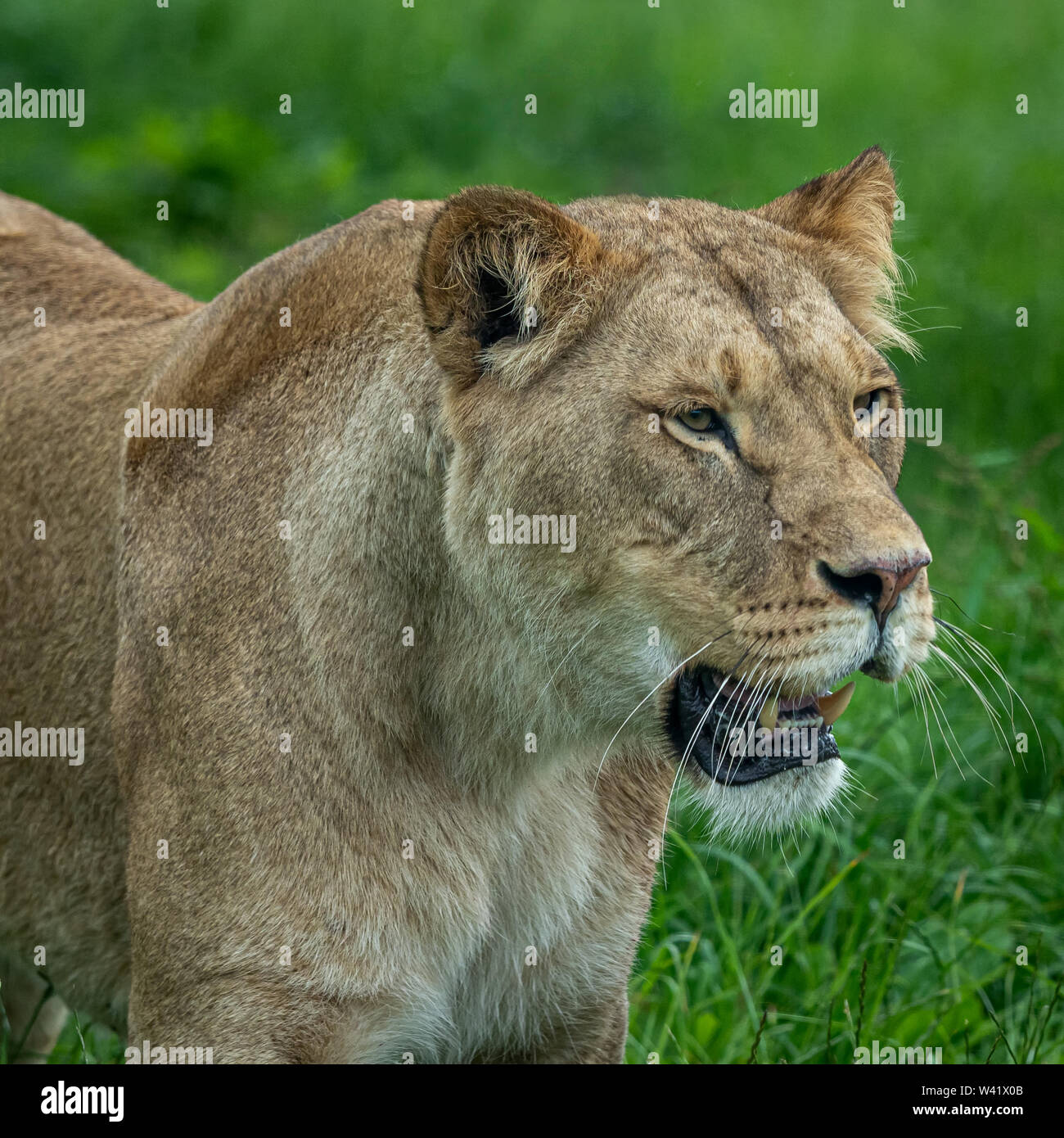 She lion hi-res stock photography and images - Alamy