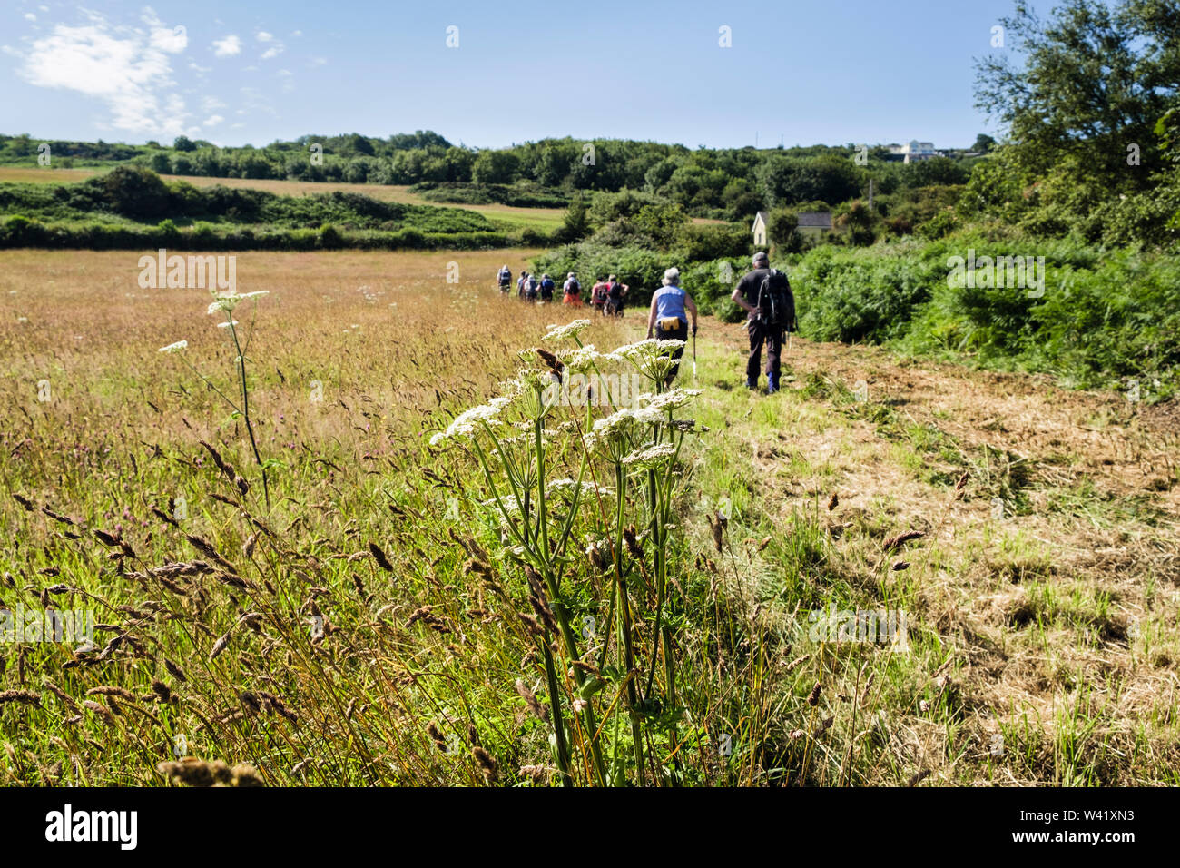 Ramblers walking on a footpath cut through a field of wildflowers in summercountry side. Llaneilian, Isle of Anglesey, north Wales, UK, Britain Stock Photo