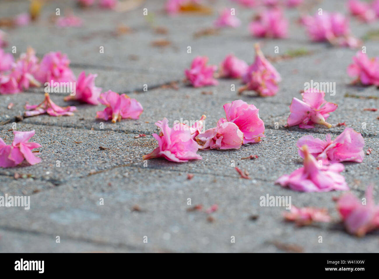 Oleander flowers littering a walkway path at a park Selected focus Stock Photo