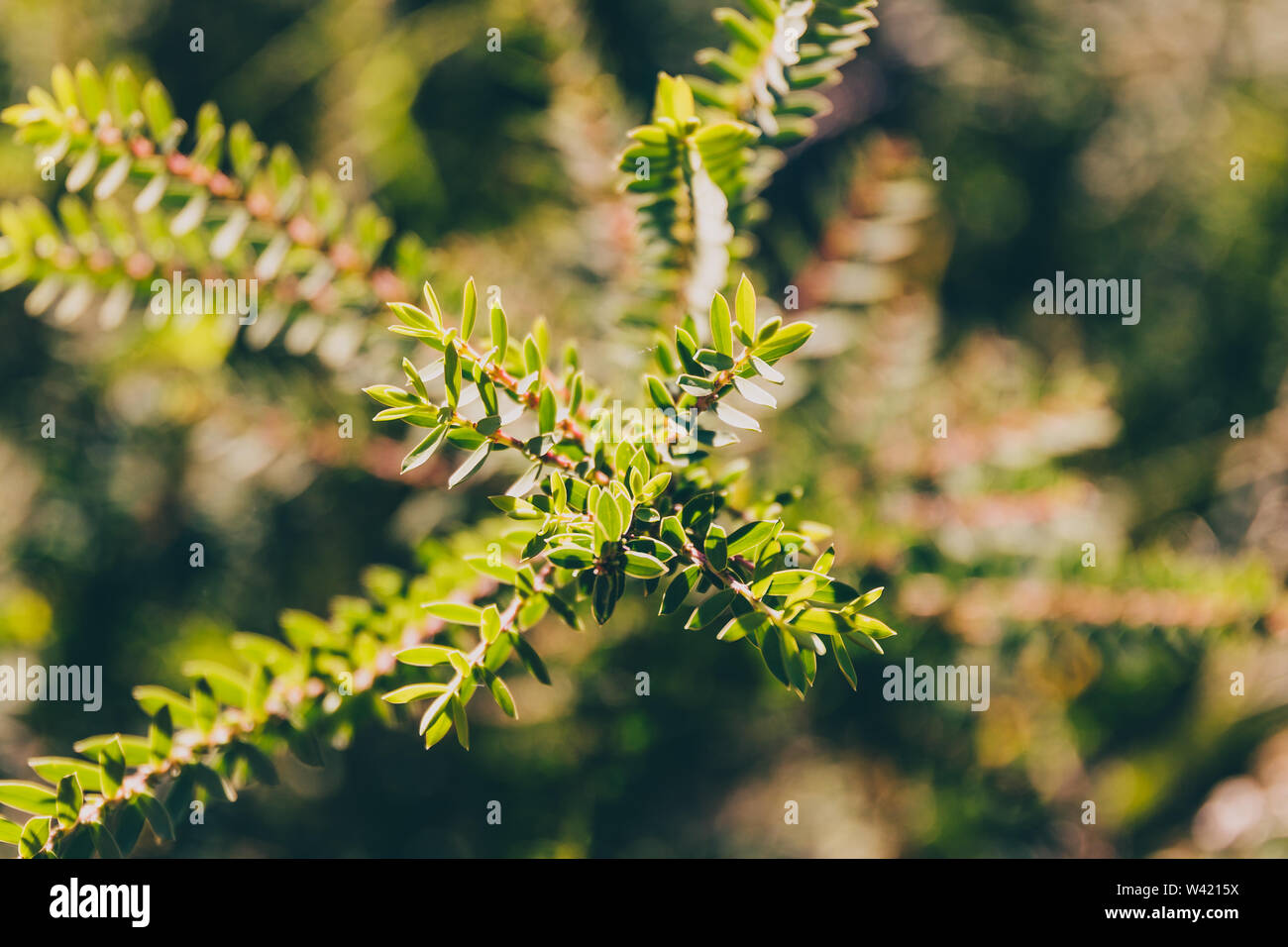 eutaxia obovata (also called egg and bacon plant) with green spiky leaves, shot at shallow depth of field Stock Photo