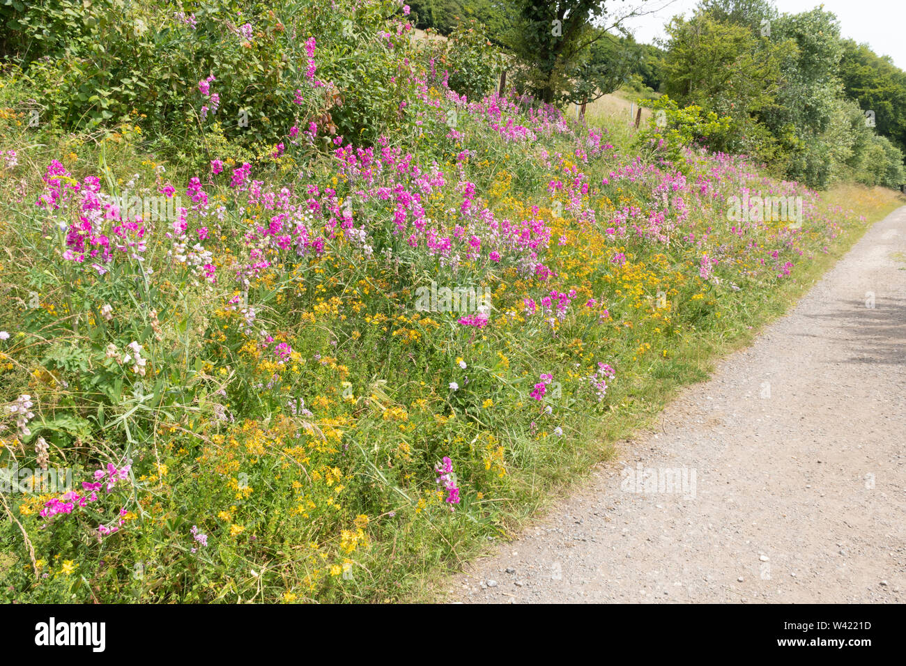 Summer wildflowers hi-res stock photography and images - Alamy