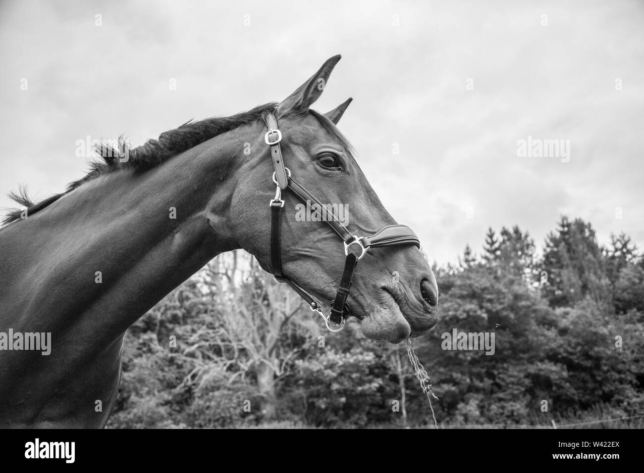 Black and white photo of a horse in a field during the summertime in