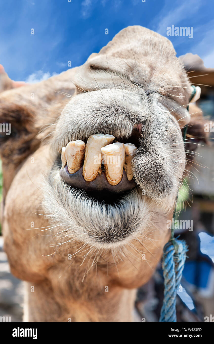 Front of a camel face focusing the tooth which jumps out from the mouth Stock Photo