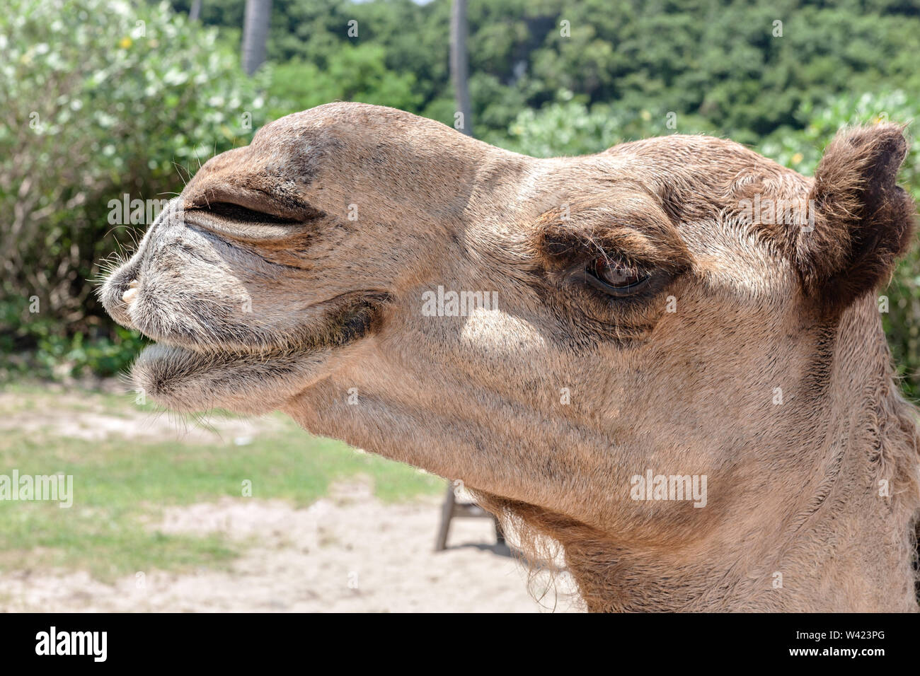 Laughing camel face side closeup at the beach side Stock Photo