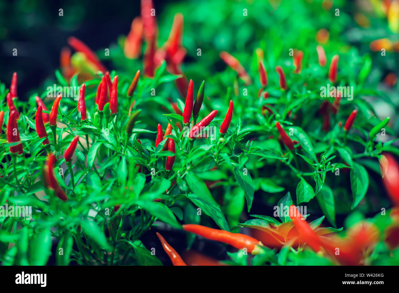 Close up of young Birds Eye Chili tree with its chilies in fresh green and red Stock Photo