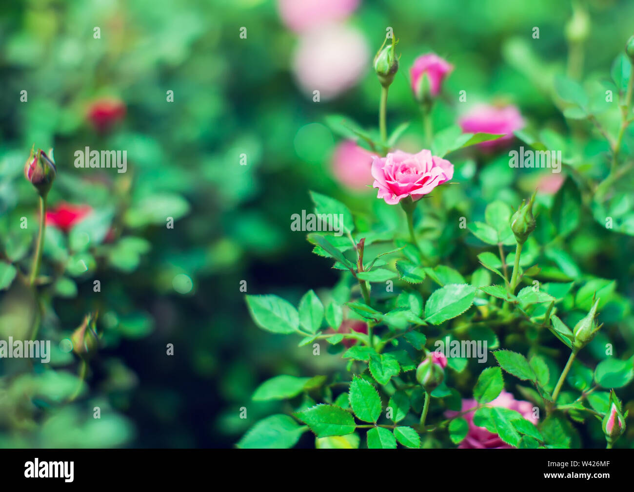 Miniature camellia hi-res stock photography and images - Alamy