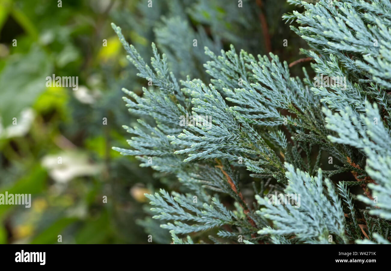 Closeup Blue Lawson Cypress or Chamaecyparis lawsoniana Isolated on Nature Background Stock Photo