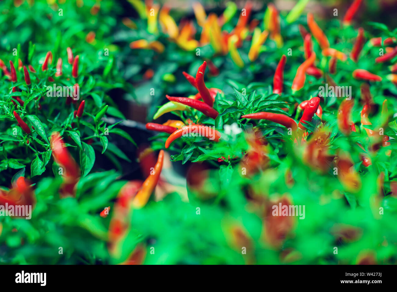 Close up of young Birds Eye Chili tree with its chilies in fresh green and red Stock Photo