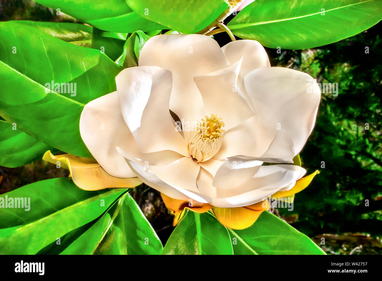 White Magnolia flower with large petals around yellow stigma on the end of a tree branch, there