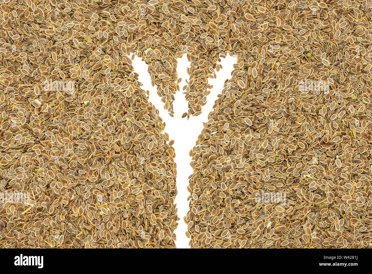 Dill seeds, close up. Annual fennel herb used as spice in cooking or