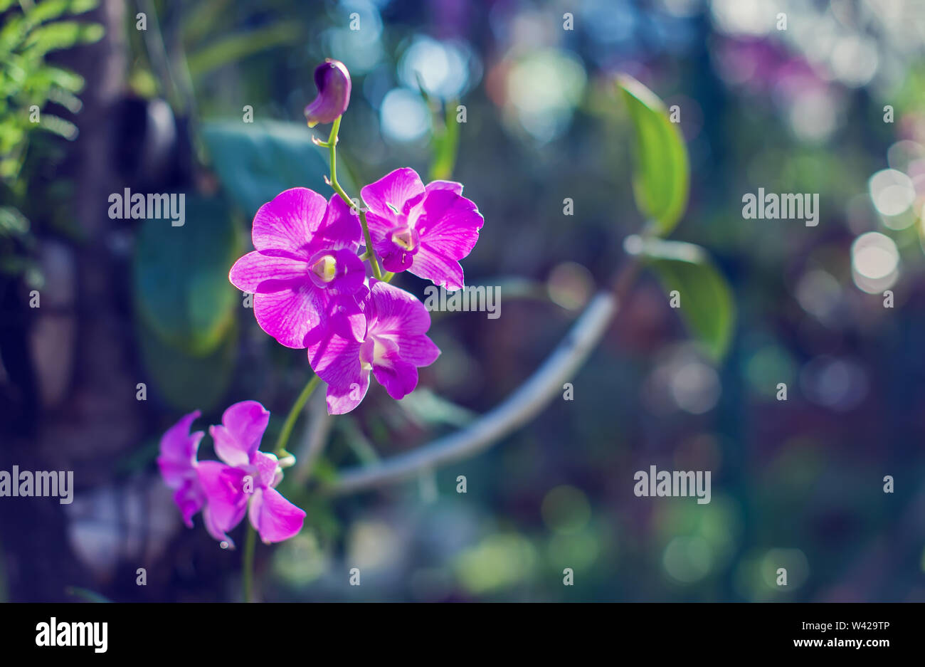 orchids flower blossom in the garden fresh orchid sunny ray Stock Photo