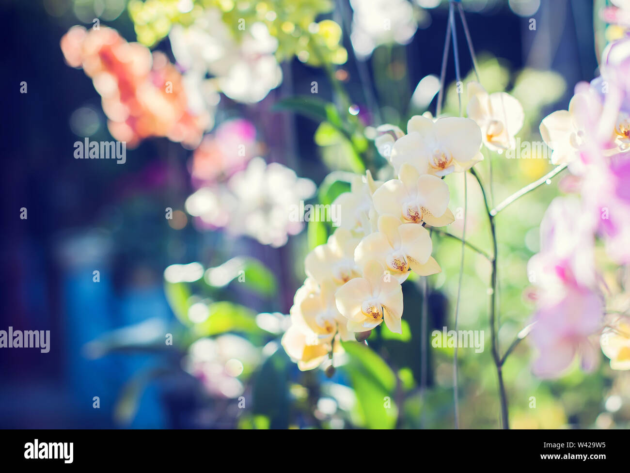 orchids flower blossom in the garden fresh orchid sunny ray Stock Photo