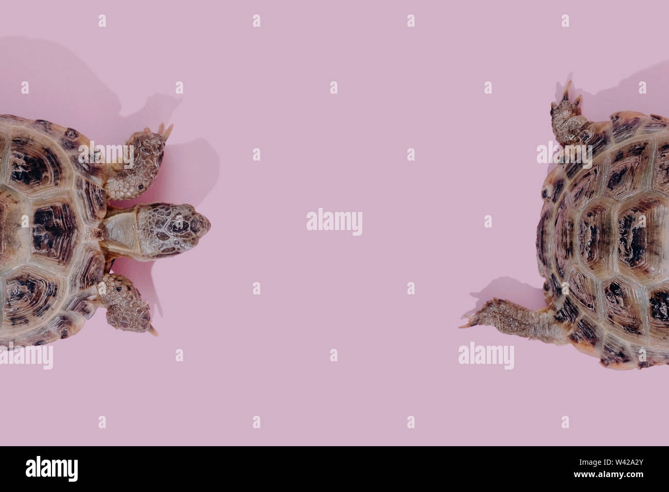 Turtleson Pink Pattern Turtle on pink background trend flat lay concept with fashionable ...