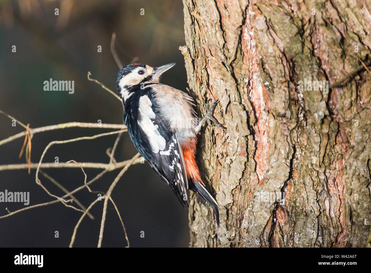 Greater spotted woodpecker on scotts pine, golden hour, horizontal Stock Photo