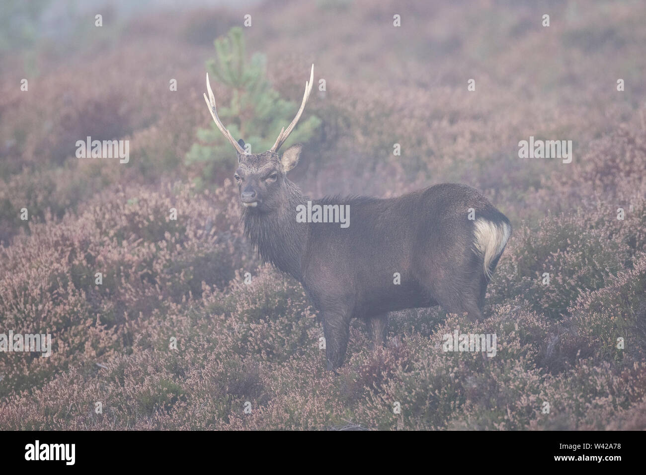 Sika stag with large antlers standing amongst the heather on a misty morning. Stock Photo