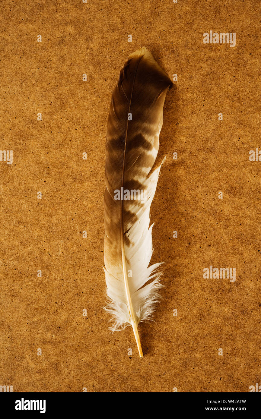 Beautiful Abstract White Gray And Orange Yellow Brown Feathers On