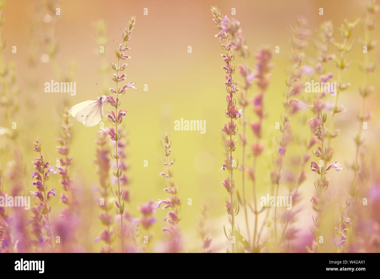 White butterfly feeding on meadow flowers Stock Photo