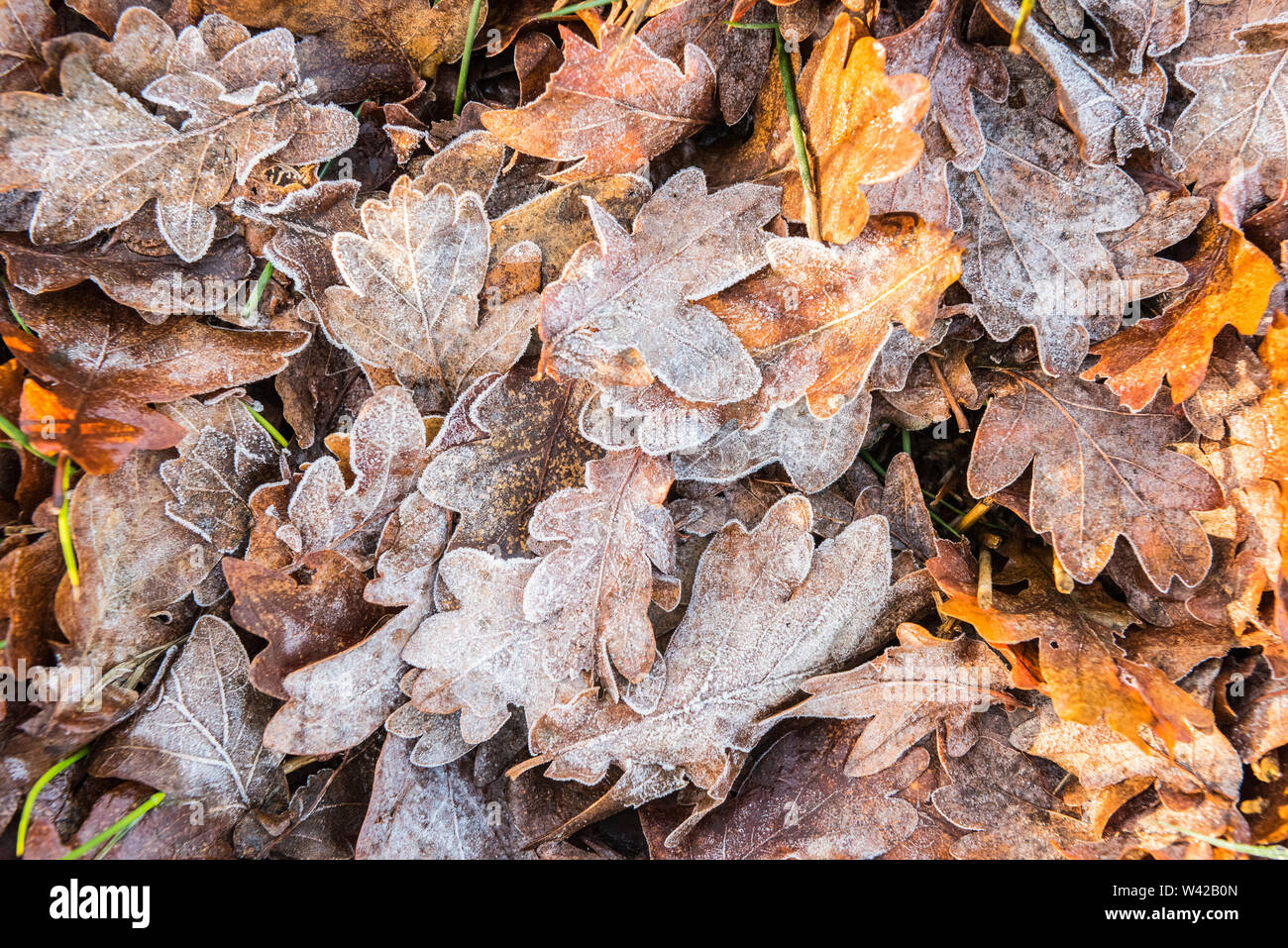 Oak leaves texture hi-res stock photography and images - Alamy