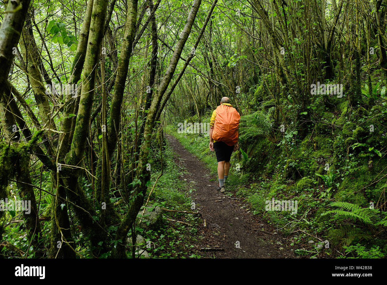 Male hiker with orange backpack walking away on a dirt track in a thick green forest trail in Pyrenees Stock Photo
