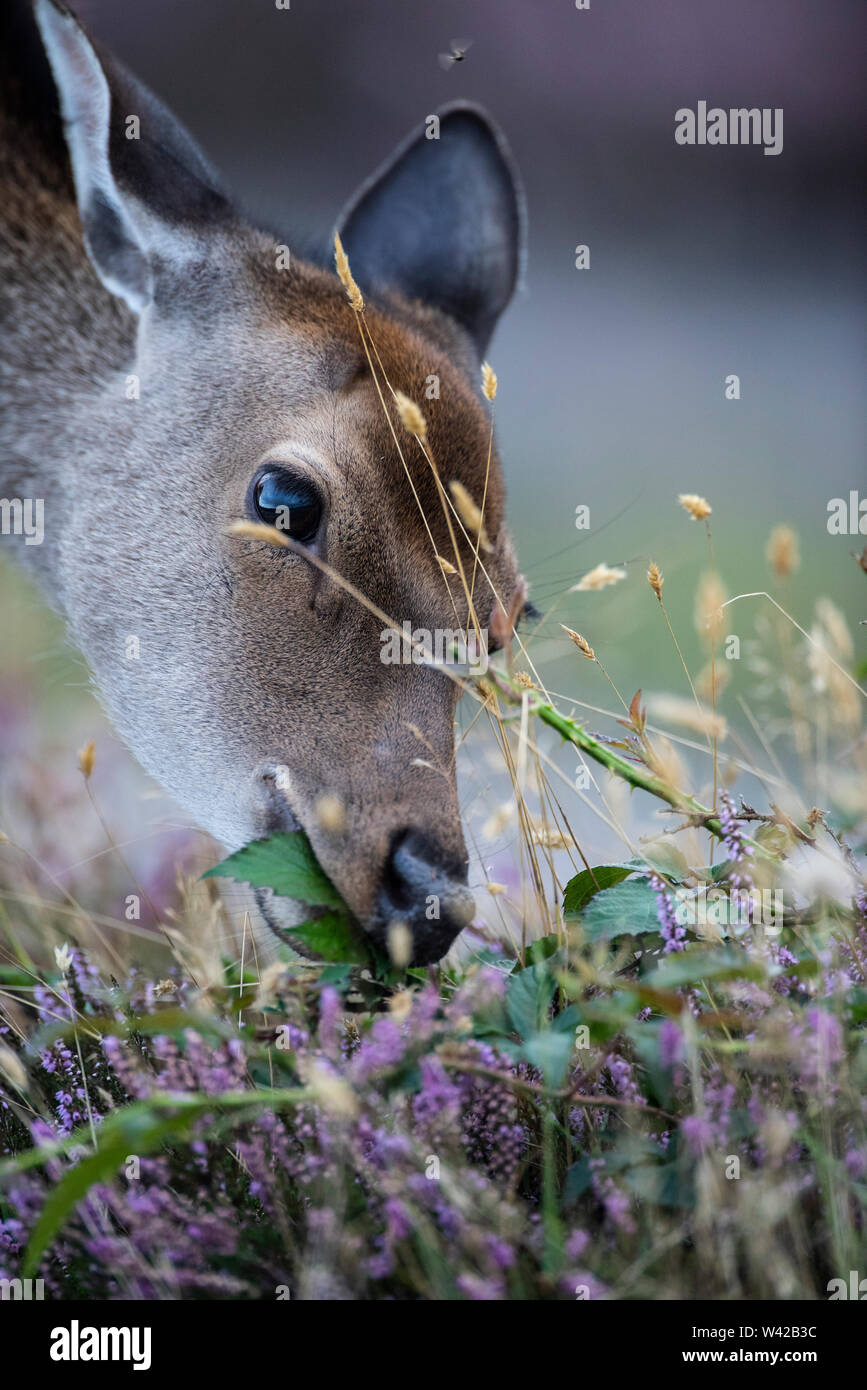 vertical portrait of sika deer eating heather Stock Photo Alamy