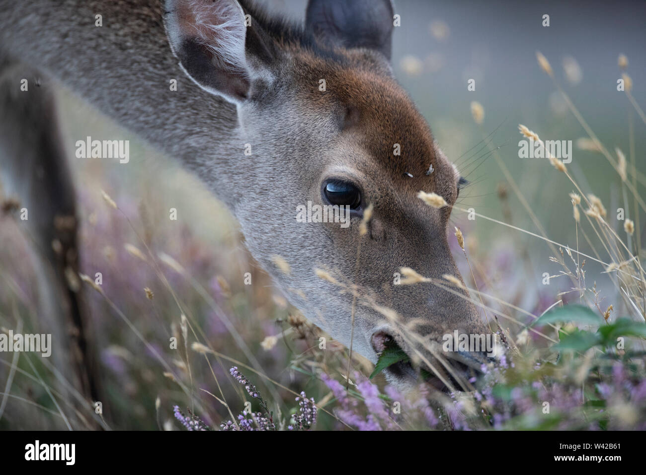Side portrait of sika deer eating heather. Head shot Stock Photo Alamy