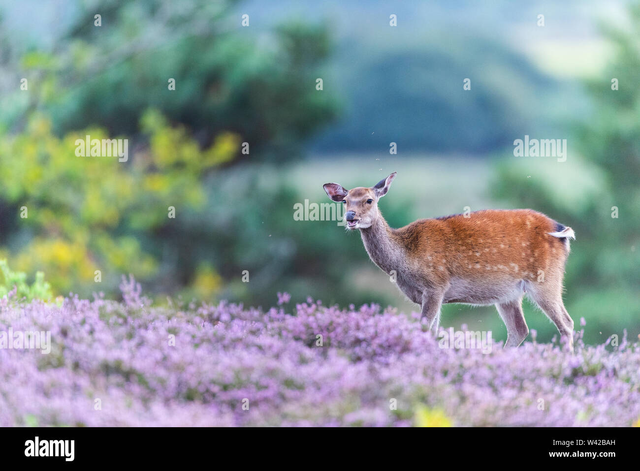 Sika doe in summer, spotted coat, grazing amongst purple heather. Stock Photo