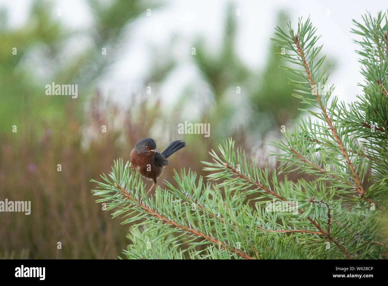 Dartford warbler perched on young pine shoots Stock Photo