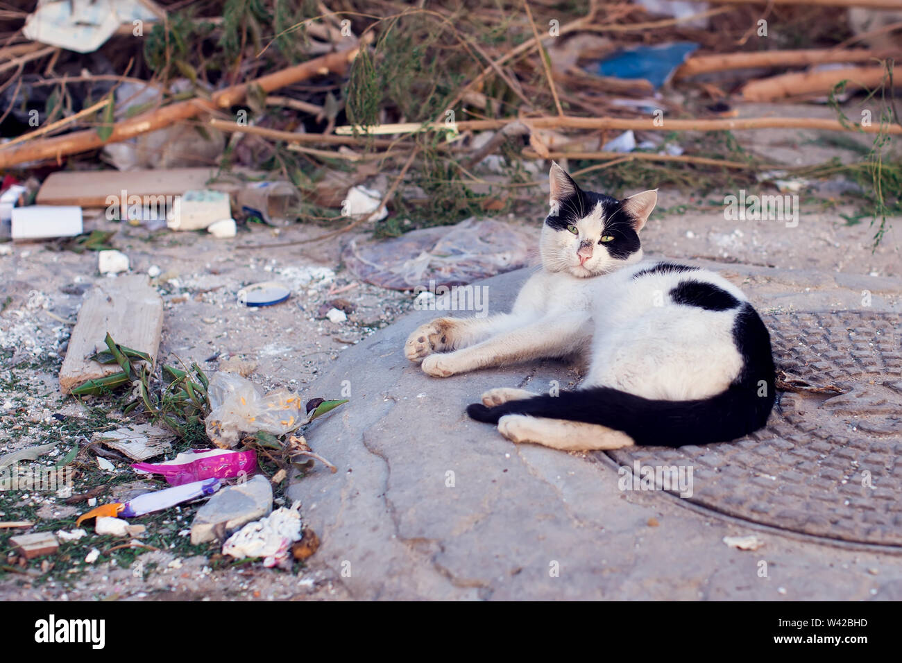 Good looking cats hi-res stock photography and images - Alamy