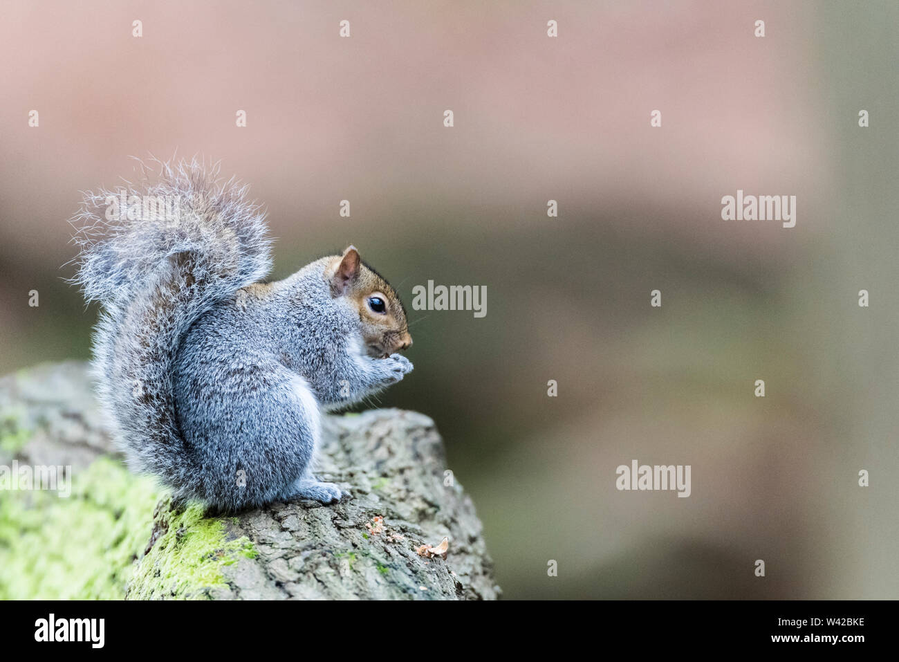 Grey squirrel on a mossy log holding a nut in its paws Stock Photo
