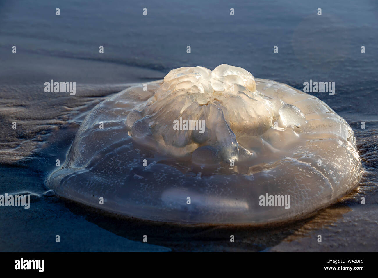 Rhopilema nomadica jellyfish on the coastal sand. Mediterranean Sea. Stock Photo