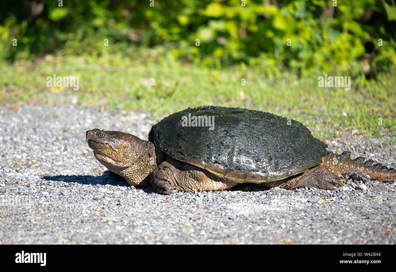 Snapping turtle crossing the road in the sunshine in Ottawa, Canada Stock Photo