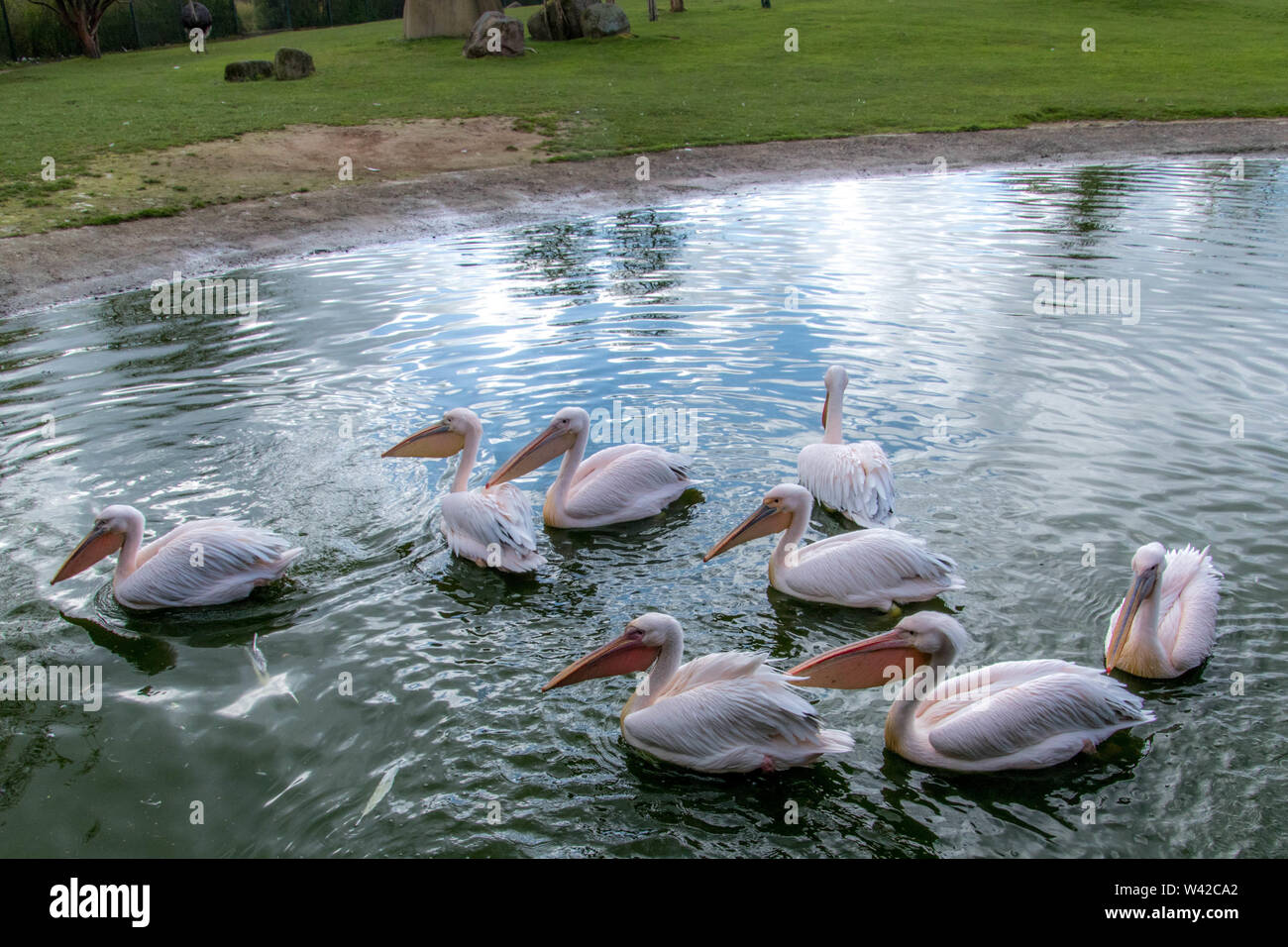 Vogelpark Marlow Stock Photo - Alamy