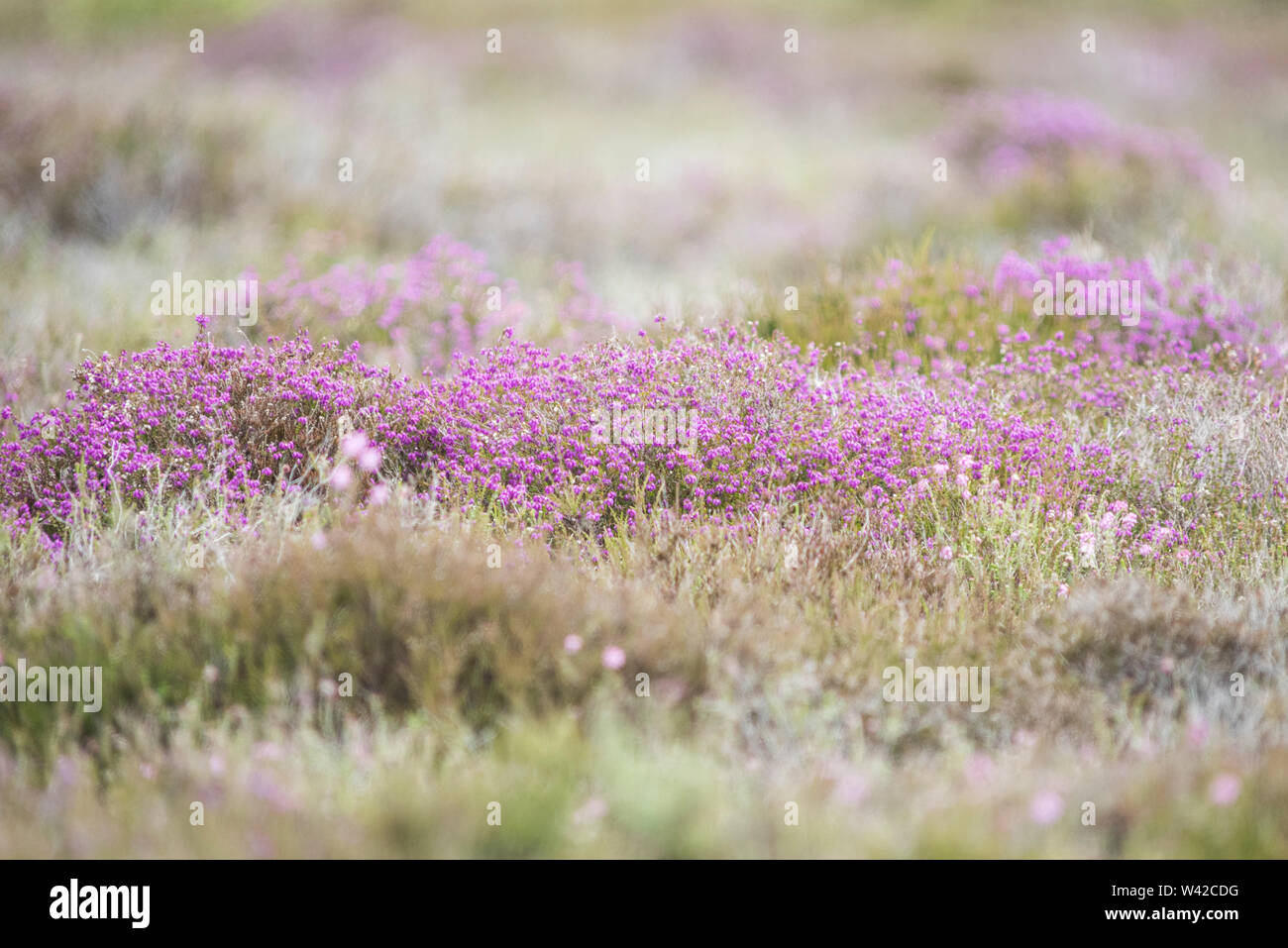 Bright patch of purple heather in flower with unflowering heather in foreground and background Stock Photo