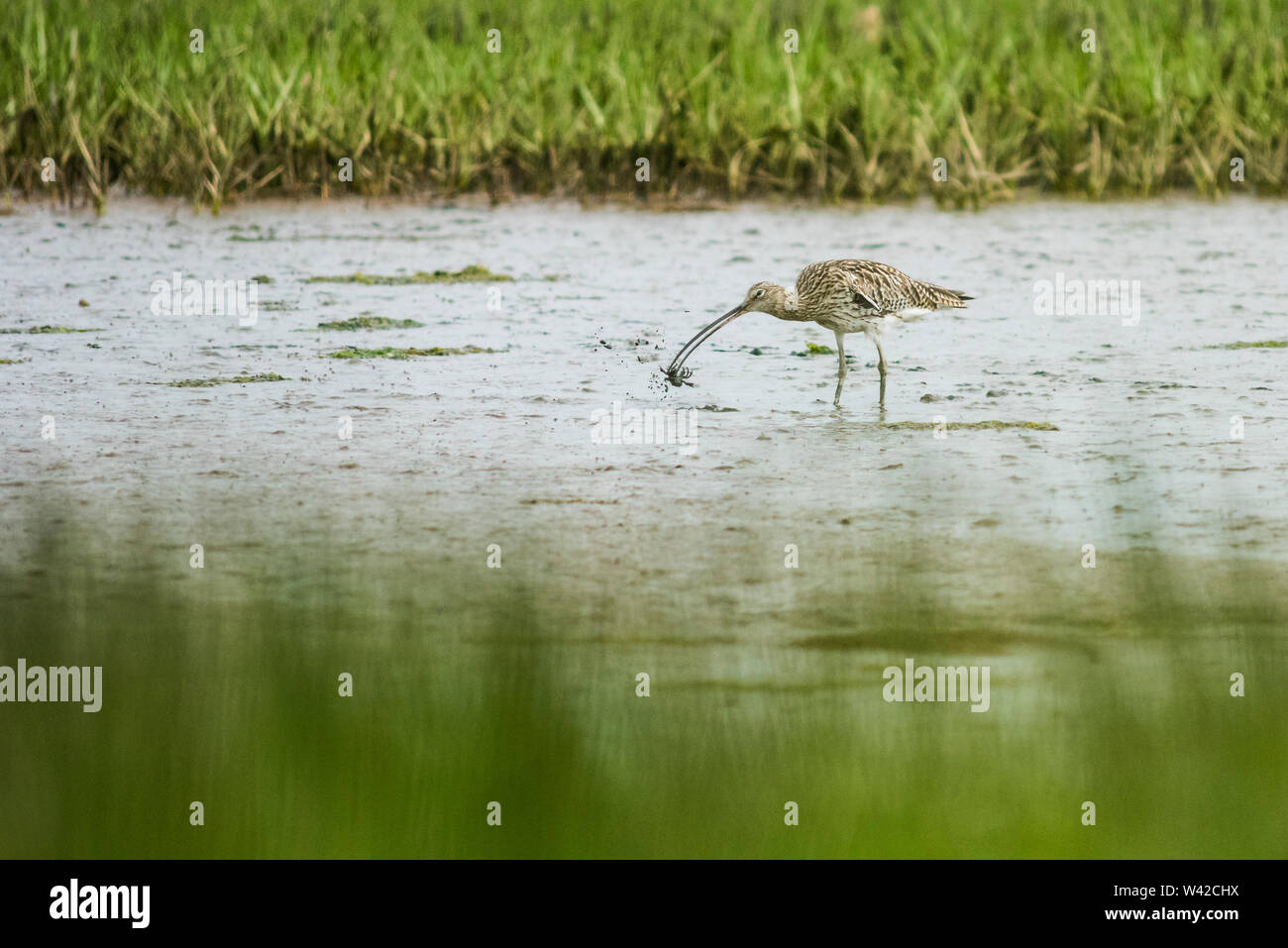 Curlew feeding on the mudflats of Poole harbour, the bird has a small crab in its beak Stock Photo