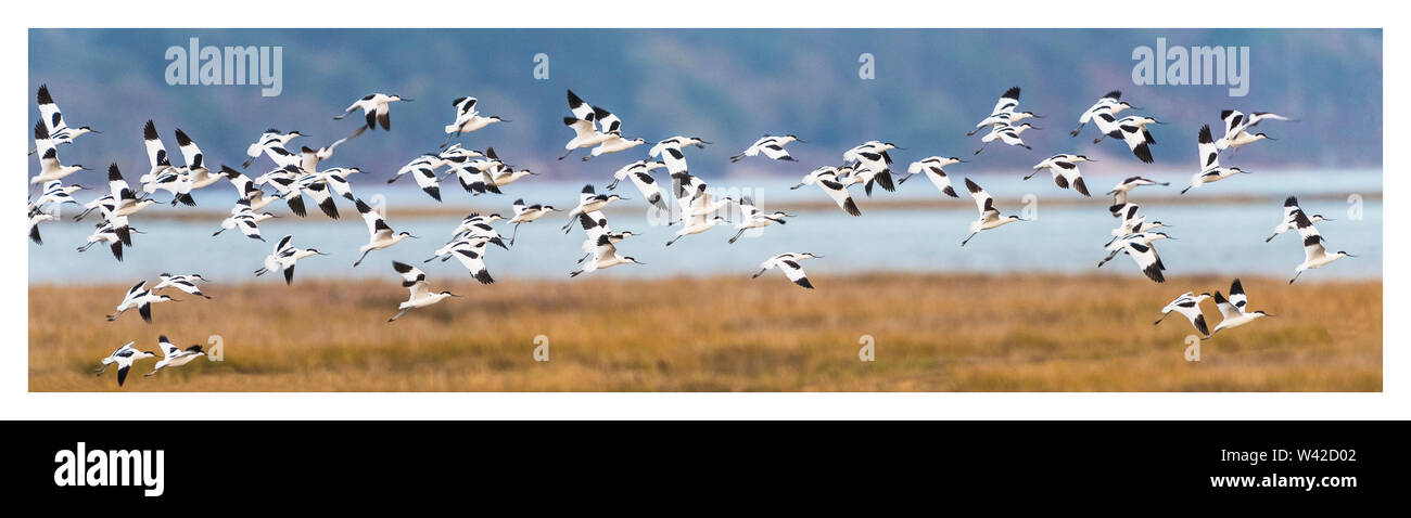 Panorama shot of a flock of Avocets flying over Poole Harbour, Dorset. Stock Photo